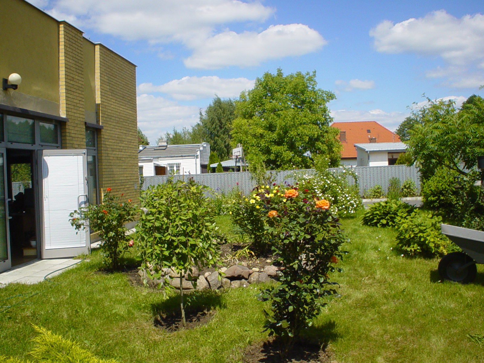 Zdjęcie ogrodu znajdującego się przy nowoczesnym budynku. W ogrodzie znajdują się drzewka różane.