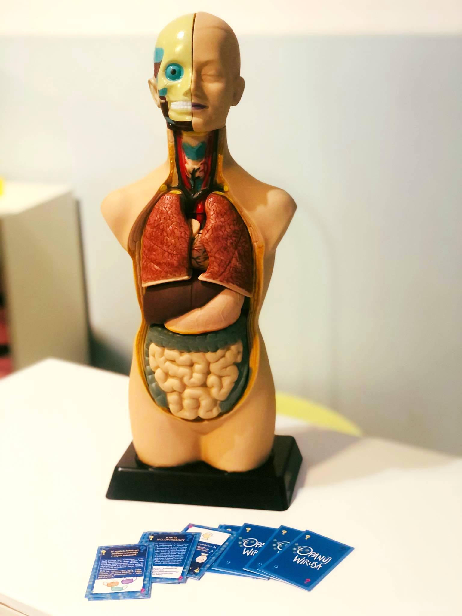 Zdjęcie zasobu Model anatomiczny człowieka
